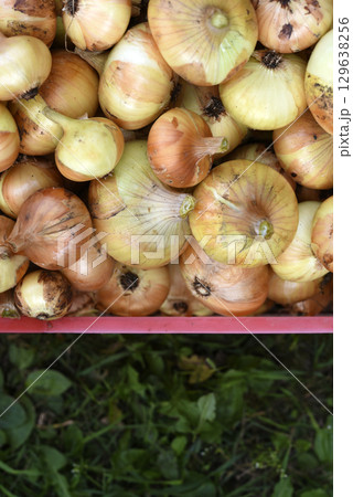 Onion fruits in a plastic basket. Onion harvest in autumn. Yellow onion bulbs. 129638256