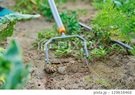 Garden hand metal tool hoe for weed control, soil cultivation, on vegetable beds Garden hand metal tool hoe for weed control, soil cultivation, on vegetable beds 129638468
