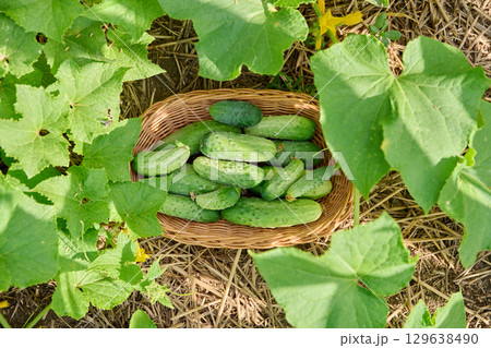 Harvest of organic bio natural cucumbers in basket on bed with cucumber plants, top view 129638490