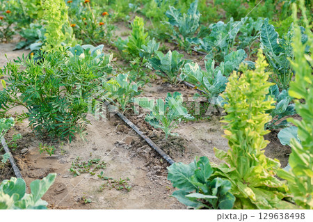 Vegetable garden with drip irrigation in the summer season Vegetable garden with drip irrigation in the summer season 129638498