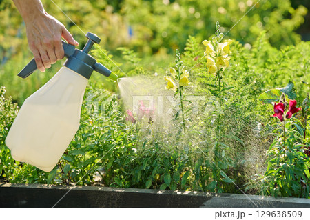Flower care in the garden, spraying water on Antirrhinum flowers in the garden 129638509
