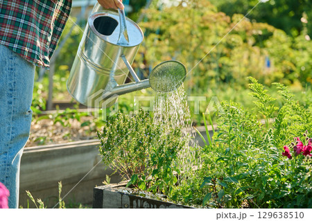 Gardener with watering can watering young plants vegetables herbs flowers Gardener with watering can watering young plants vegetables herbs flowers 129638510