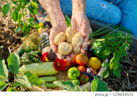 Basket with harvest of different fresh vegetables, female hands showing potatoes Basket with harvest of different fresh vegetables, female hands showing potatoes 129638522