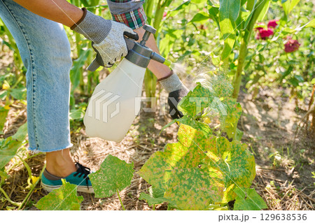 Cucumber bushes affected by fungal diseases peronosporosis, female with spray treating bush 129638536