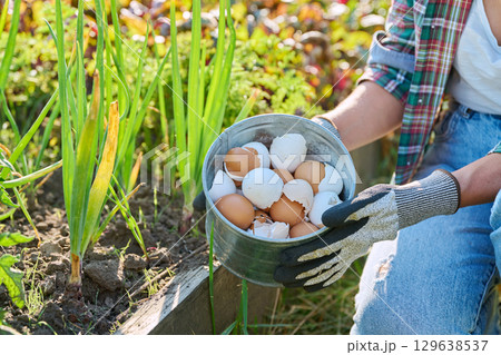 Fertilizing onion plants with eggshells, outdoor kitchen vegetable garden 129638537