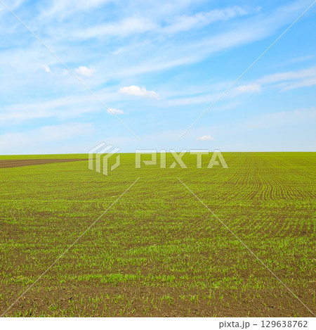 Green wheat field and white clouds in blue sky. 129638762