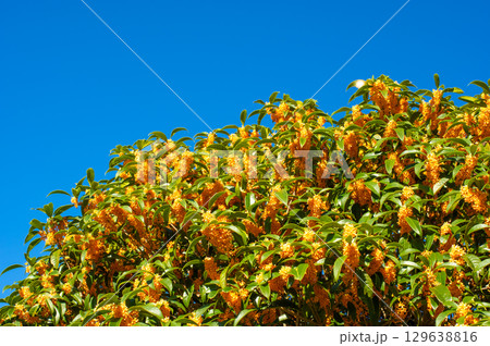 キンモクセイ 129638816