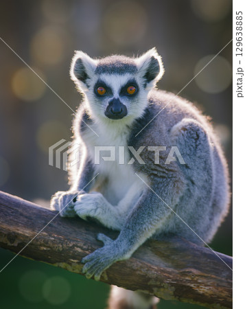 lemurs sitting on a blurred background 129638885