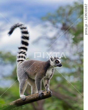 lemur standing on a tree against a forest background 129638887