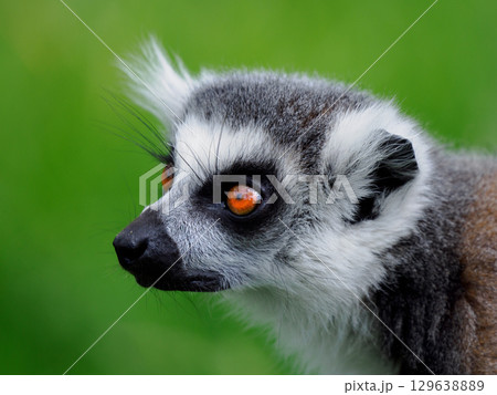 portrait of a lemur on a green background 129638889