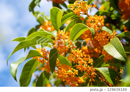 秋の香り「キンモクセイ」 129639189