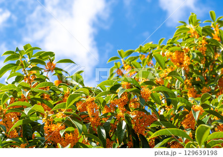 秋の香り「キンモクセイ」 129639198