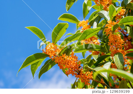 秋の香り「キンモクセイ」 129639199