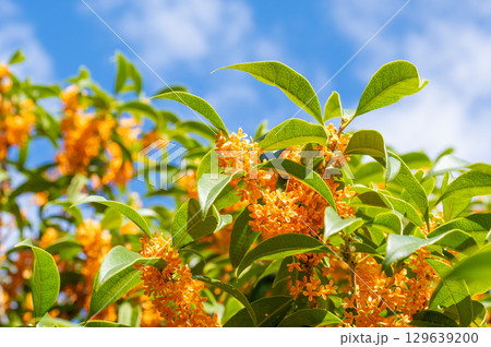 秋の香り「キンモクセイ」 129639200
