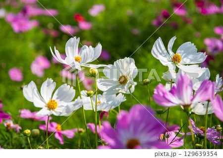 コスモス畑（なばなの里） 129639354