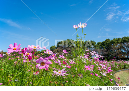 コスモスと青空(なばなの里) コスモスと青空(なばなの里) 129639477