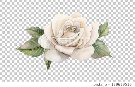 Roses with green leaves. White garden flower arrangement. Watercolor hand painted floral isolated illustration for wedding design mother's day card home textile fabric porcelain crockery label logo Roses with green leaves. White garden flower arrangement. Watercolor hand painted floral isolated illustration for wedding design mother's day card home textile fabric porcelain crockery label logo 129639519