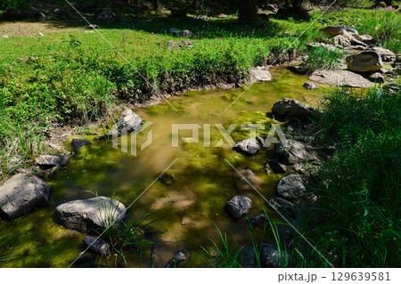 Rocks and grasses thrive in a wetland area filled with rich green algae and mud 129639581
