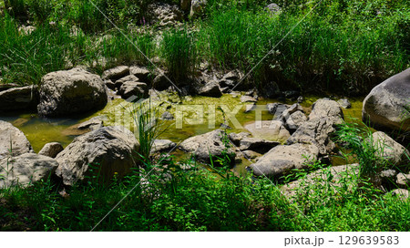 Rocks and grasses thrive in a wetland area filled with rich green algae and mud 129639583