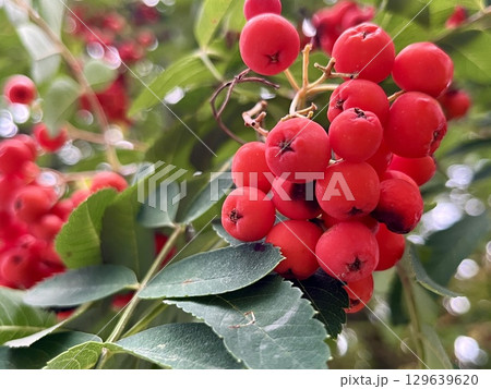 Close up of red rowan berries on a branch. autumn seasonal fruit, nature background, fresh mountain 129639620