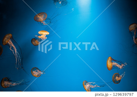underwater photography jellyfish Chrysaora fuscescens, Pacific sea nettle, West Coast sea nettle 129639797