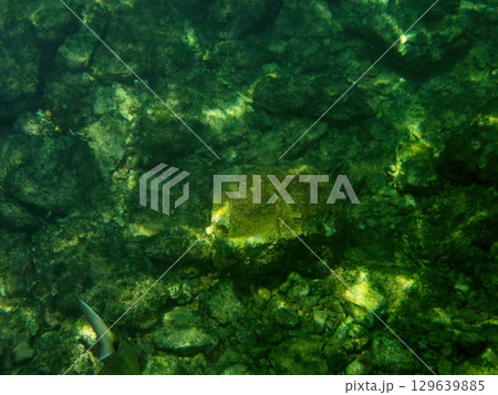 Colorful Sea Life Thrives Among Vibrant Coral Formations at the Ocean Floor 129639885