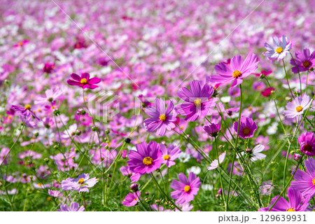 JR関駅南側のコスモス畑（三重県 亀山市 関町） 129639931