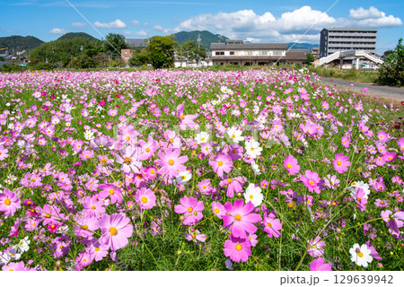 JR関駅南側のコスモス畑（三重県 亀山市 関町） 129639942
