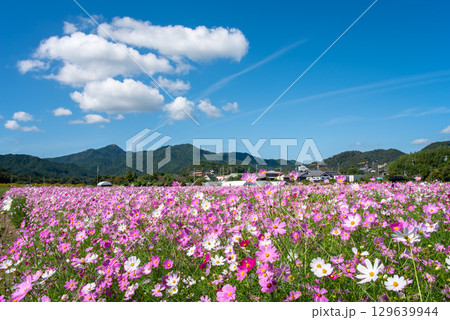 JR関駅南側のコスモス畑(三重県 亀山市 関町) JR関駅南側のコスモス畑(三重県 亀山市 関町) 129639944