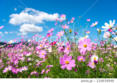JR関駅南側のコスモス畑（三重県 亀山市 関町） 129639946