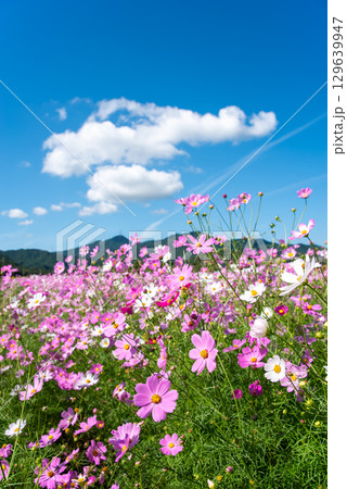 JR関駅南側のコスモス畑(三重県 亀山市 関町) JR関駅南側のコスモス畑(三重県 亀山市 関町) 129639947