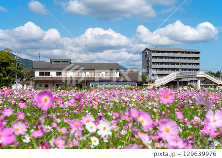 JR関駅を発着する列車とコスモス畑（三重県 亀山市 関町） 129639976