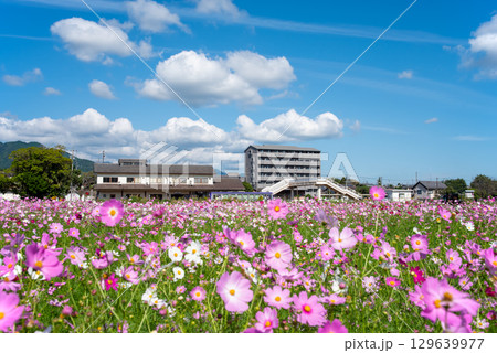JR関駅を発着する列車とコスモス畑（三重県 亀山市 関町） 129639977