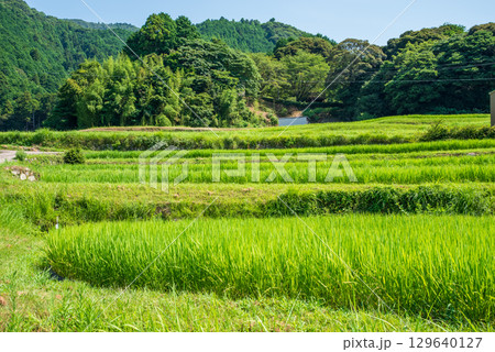 夏の田園風景【坂本の棚田】(三重県 亀山市) 夏の田園風景【坂本の棚田】(三重県 亀山市) 129640127