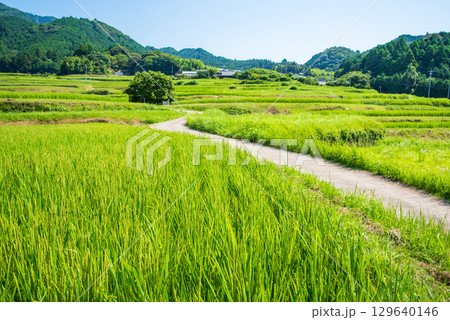 夏の田園風景【坂本の棚田】(三重県 亀山市) 夏の田園風景【坂本の棚田】(三重県 亀山市) 129640146
