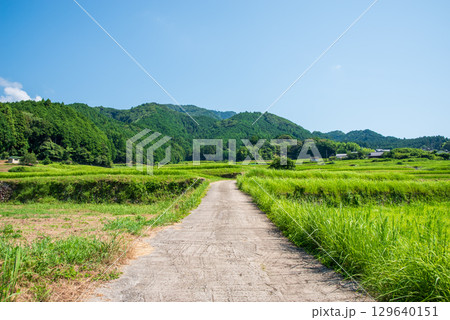 夏の田園風景【坂本の棚田】（三重県 亀山市） 129640151