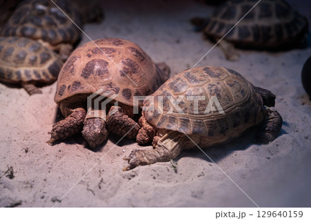 A Close-Up View of Multiple Tortoises Resting on a Sandy Surface in a Warm Environment, Highlighting Their Distinct Shell Patterns and Textures Under Soft Lighting A Close-Up View of Multiple Tortoises Resting on a Sandy Surface in a Warm Environment, Highlighting Their Distinct Shell Patterns and Textures Under Soft Lighting 129640159