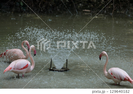 A Stunning Display of Grace: Pink Flamingos Playing in Water with Splashes Captured in a Serene Natural Habitat Scene A Stunning Display of Grace: Pink Flamingos Playing in Water with Splashes Captured in a Serene Natural Habitat Scene 129640182