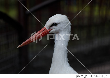 Majestic White Stork Captured in Stunning Detail Against a Natural Background, Showcasing Its Distinctive Red Bill and Elegant Plumage 129640183