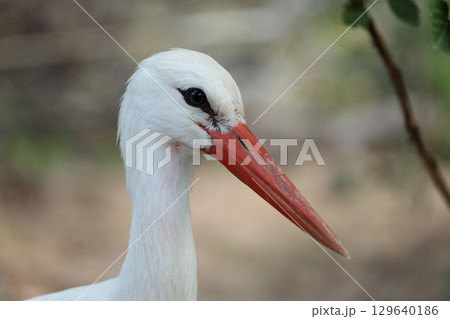 A Graceful Stork with a Distinctive Red Beak Captured in Close-Up, Showcasing Its Elegant Features Amidst a Naturally Blurred Background in a Serene Environment A Graceful Stork with a Distinctive Red Beak Captured in Close-Up, Showcasing Its Elegant Features Amidst a Naturally Blurred Background in a Serene Environment 129640186