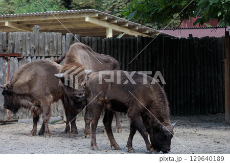 A Trio of Majestic Bison Roaming Freely in a Natural Habitat Surrounded by a Rustic Wooden Fence A Trio of Majestic Bison Roaming Freely in a Natural Habitat Surrounded by a Rustic Wooden Fence 129640189