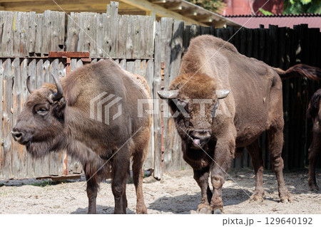 Two majestic bison stand side by side in a sunny outdoor enclosure, showcasing their massive bodies and unique features against a rustic wooden fence background. Two majestic bison stand side by side in a sunny outdoor enclosure, showcasing their massive bodies and unique features against a rustic wooden fence background. 129640192