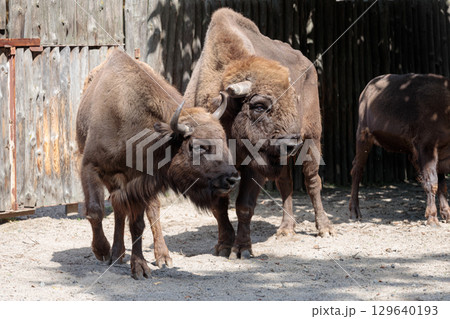 Two Majestic Bison Grazing Calmly in Their Habitat While Enjoying a Warm Sunny Day Understated with a Rustic Wooden Fence in the Background 129640193