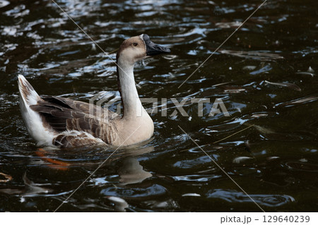 A Graceful Duck Swimming Through Calm Waters, Showcasing Its Unique Features and Elegant Movements in the Serene Setting of a Quiet Pond or Lake Scene 129640239