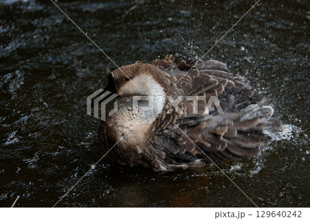 A Beautiful Waterfowl Enjoying a Refreshing Splash in a Serene Aquatic Environment Captured in Stunning Detail with Vibrant Colors and Dynamic Water Droplets Filling the Scene 129640242