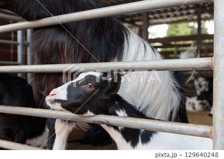 A Young Goat Embracing Curiosity Behind Metal Bars: Capturing the Innocence and Charm of Farm Life with a Playful Goat's Expression and Its Surrounding Environment 129640248