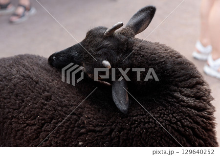 Close-Up of a Brown Sheep Displaying Its Woolly Texture and Curved Horns in a Farm Environment with People in the Background Close-Up of a Brown Sheep Displaying Its Woolly Texture and Curved Horns in a Farm Environment with People in the Background 129640252
