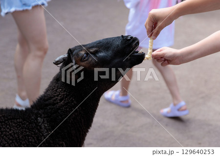 A Close Interaction Between a Child and a Black Sheep at a Petting Zoo: Feeding Special Treats to Adorable Farm Animal While Enjoying a Sunny Day A Close Interaction Between a Child and a Black Sheep at a Petting Zoo: Feeding Special Treats to Adorable Farm Animal While Enjoying a Sunny Day 129640253