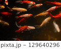 Beautiful School of Colorful Goldfish Swimming Gracefully Beneath the Surface of the Water in a Tranquil Aquarium Environment 129640296