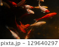 A Captivating Underwater Scene Featuring Colorful Goldfish Swimming Gracefully in a Vibrant Aquarium Environment Amidst Soft Illumination and Delicate Reflections 129640297